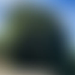 新富町にてアラカシの強剪定を行いました！