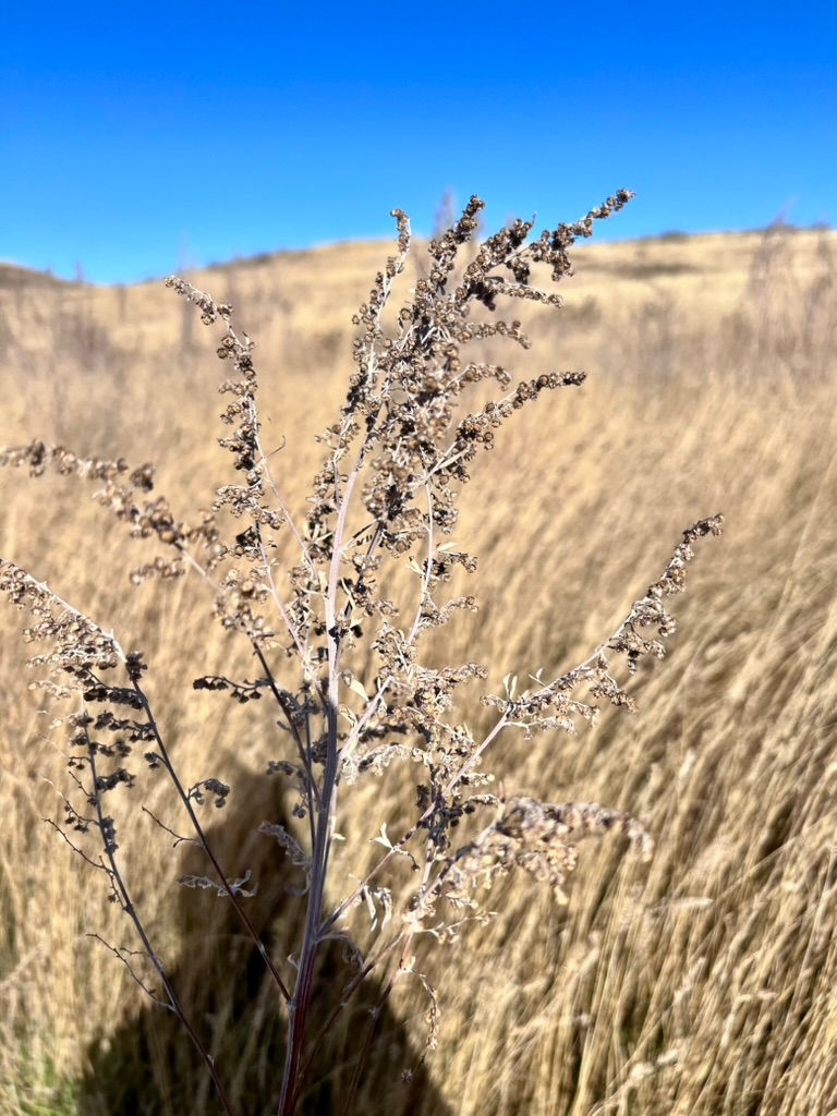 0A8C65F8-C7F2-4133-B875-DFE72233B309_1_105_c.jpeg
