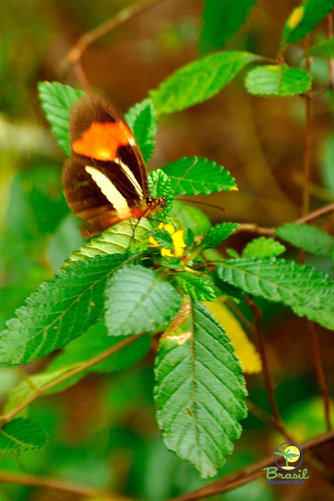 Natureza bem viva