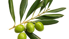 Buy Olive Trees