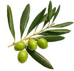 Olives
