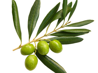 Green Olive- Week 9