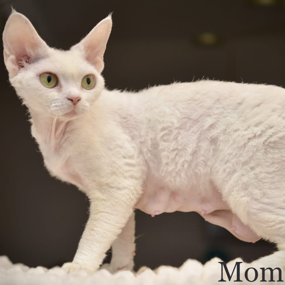 Thumbnail: 464 Sugar (R) Devon Rex female kitten