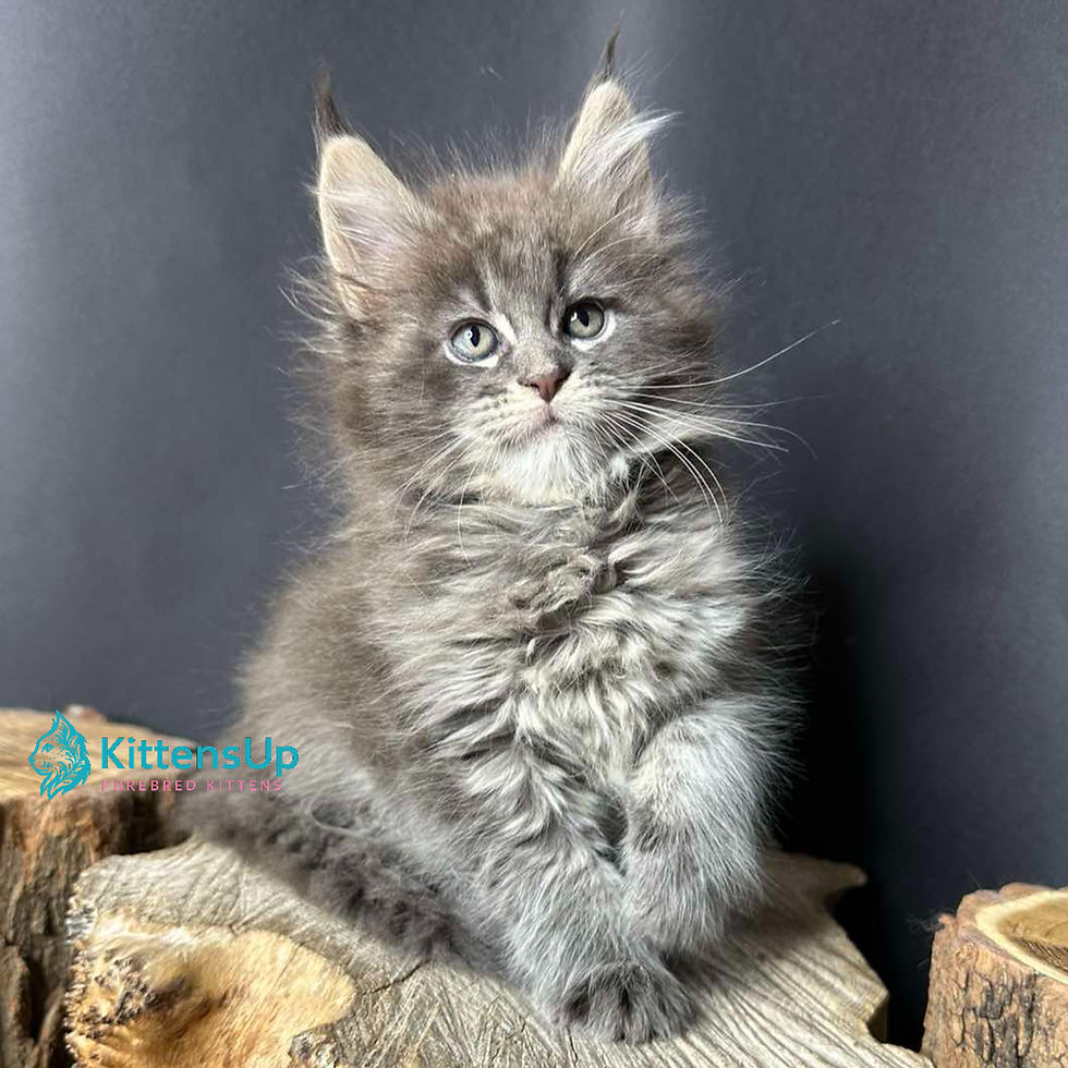 Maine Coon