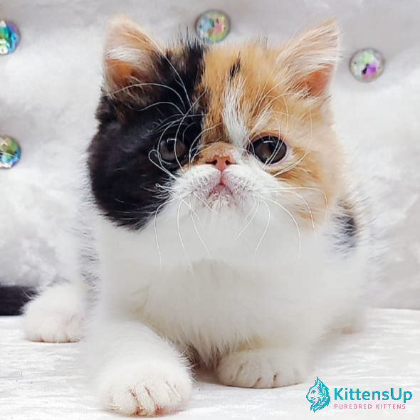 Thumbnail: Exotic shorthair