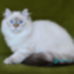 Siberian