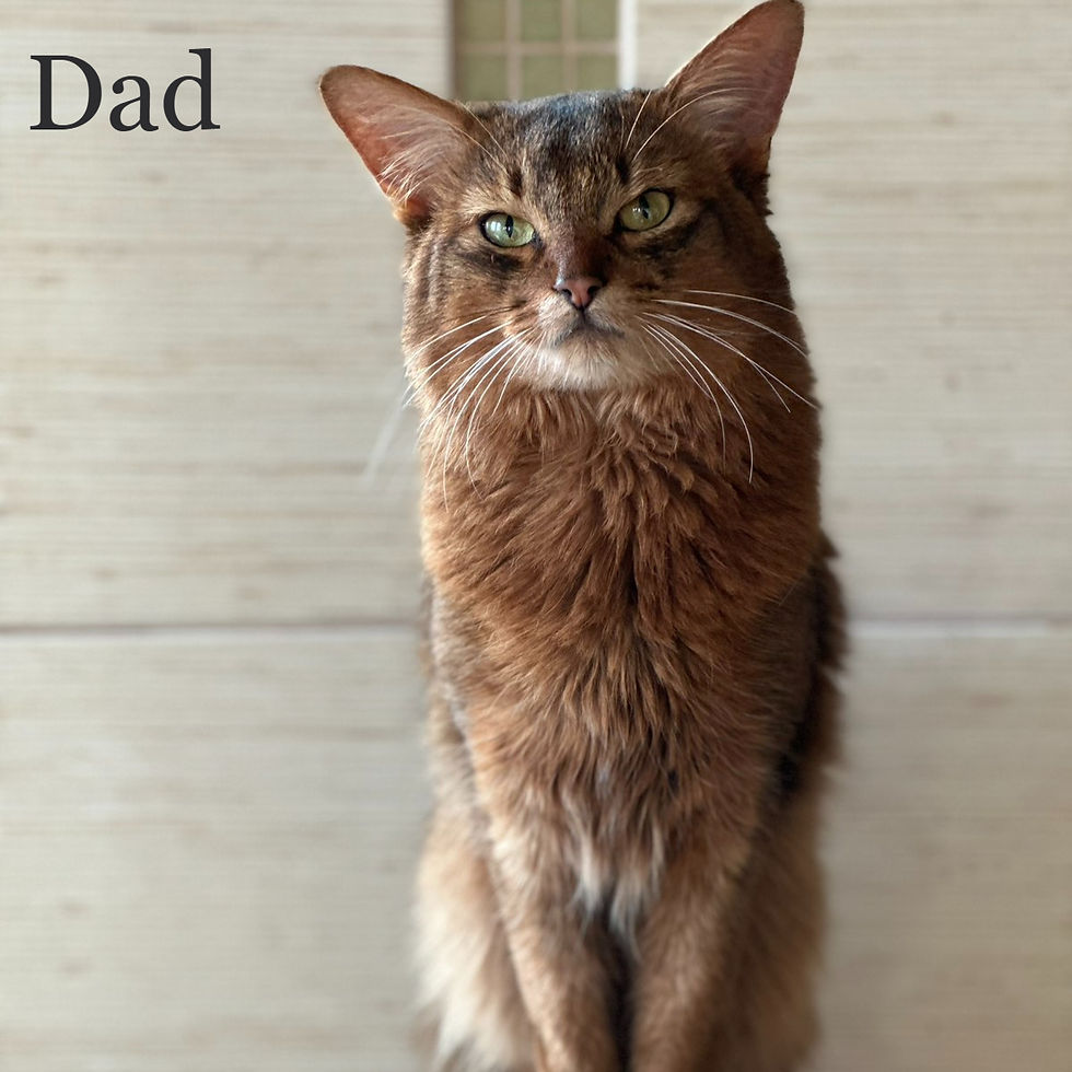 Thumbnail: 345 Dzhenifer (U) purebred Somali female kitten