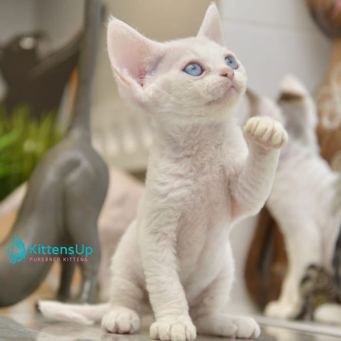 Thumbnail: Devon Rex