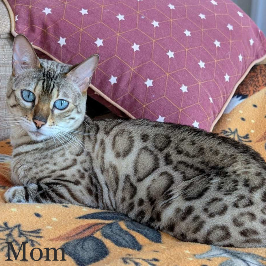 Thumbnail: Bengal
