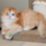 Scottish Fold