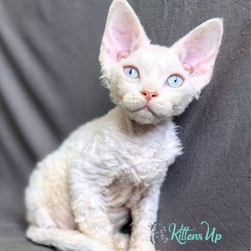 455 Arach (R) Devon Rex male kitten | Kittens Up