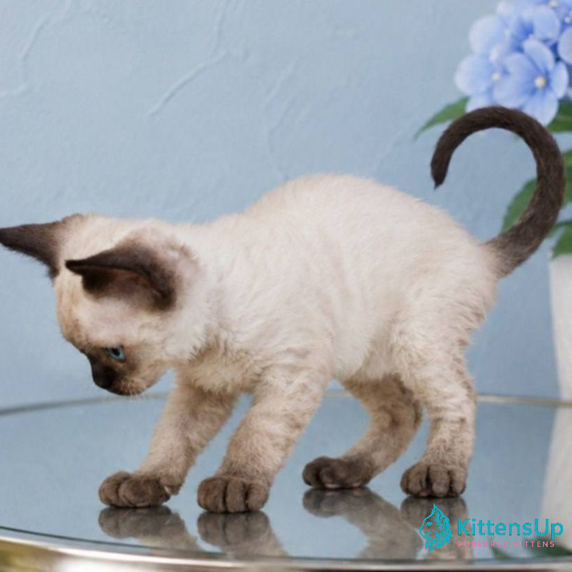 Thumbnail: Devon Rex