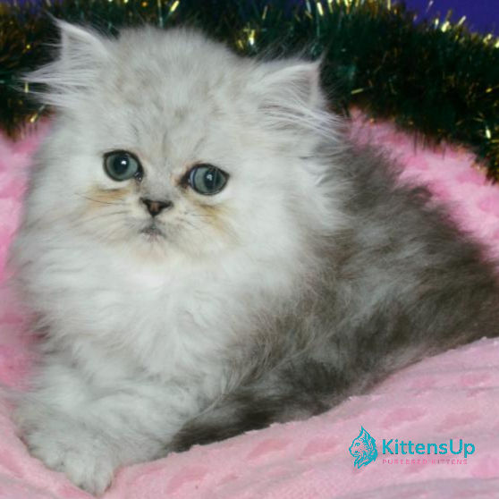Thumbnail: 035 Evlad (U) Persian longhair male kitten