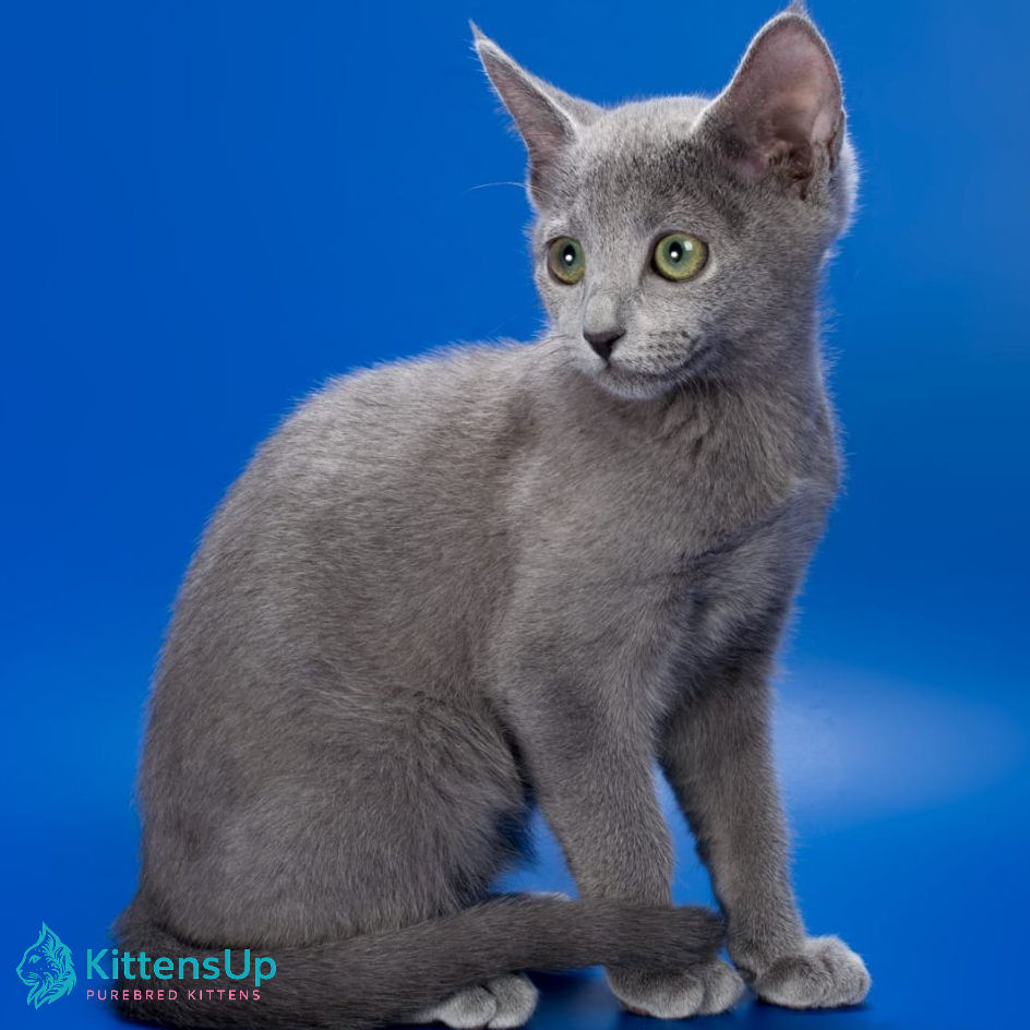 Russian blue