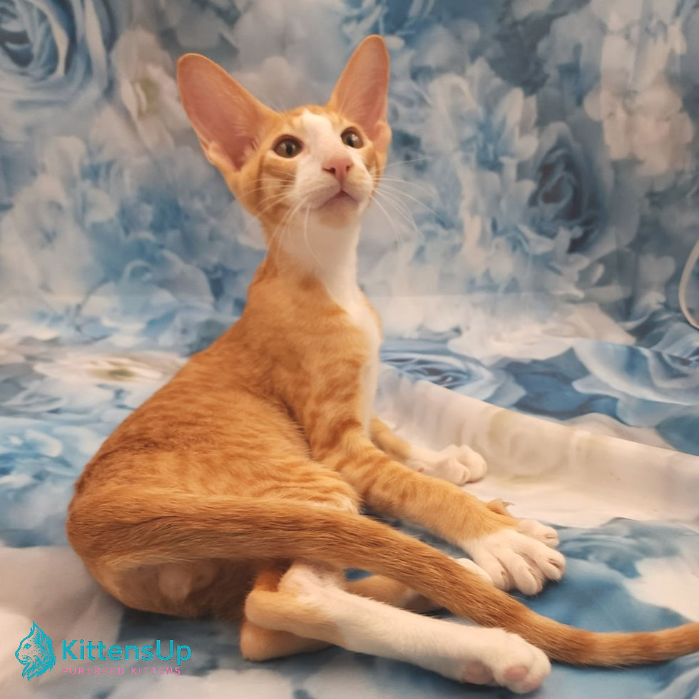 Thumbnail: 252 Lemon (U) Oriental male kitten