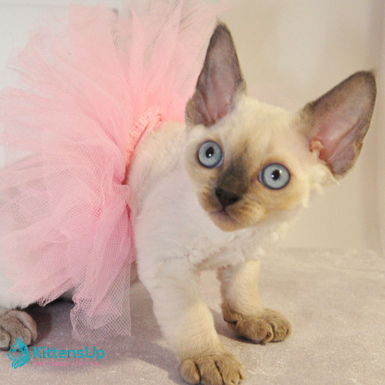 Thumbnail: Devon Rex