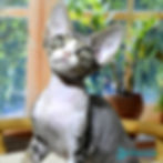 Devon Rex