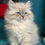 Thumbnail: 116 Xummer (R) Siberian male kitten
