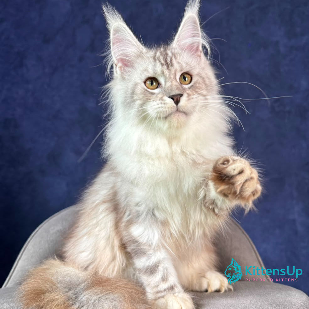 Maine Coon
