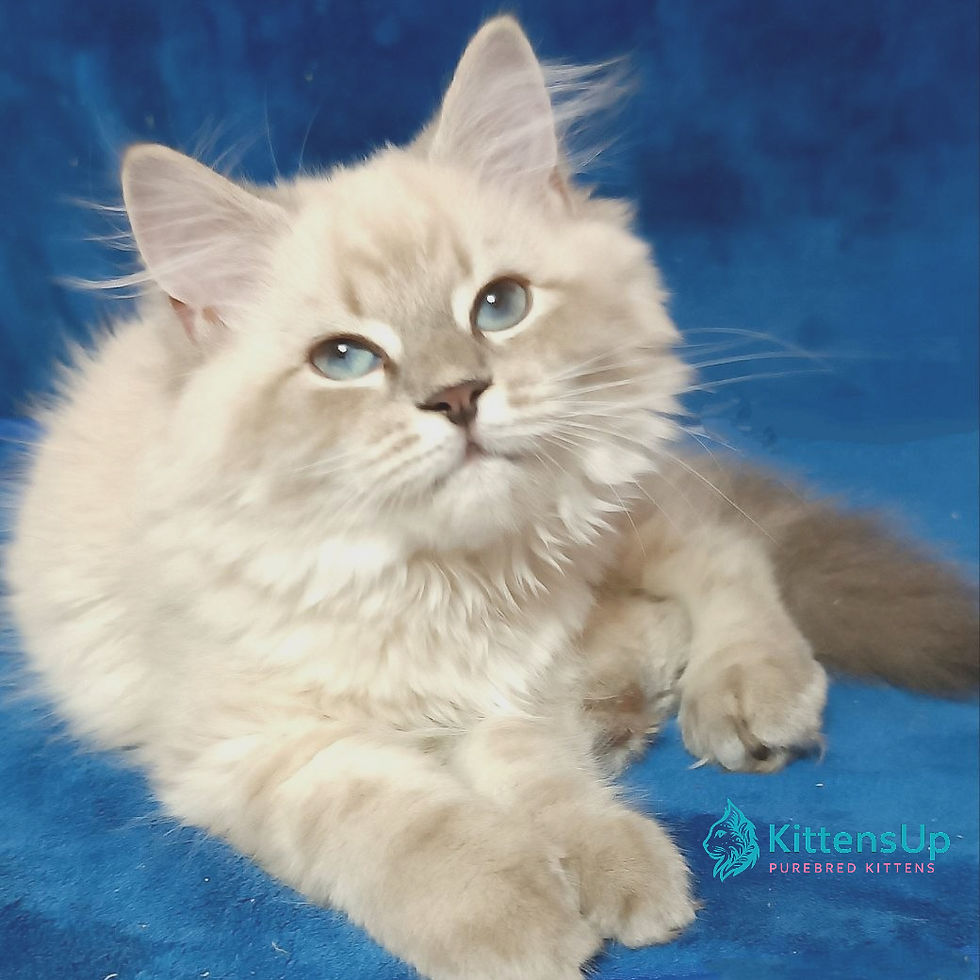 Siberian
