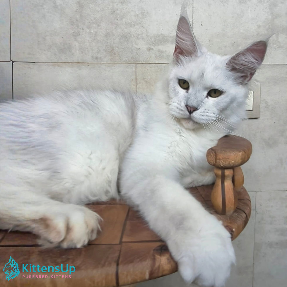 Thumbnail: 630 Sun Jin (R) Maine Coon male kitten