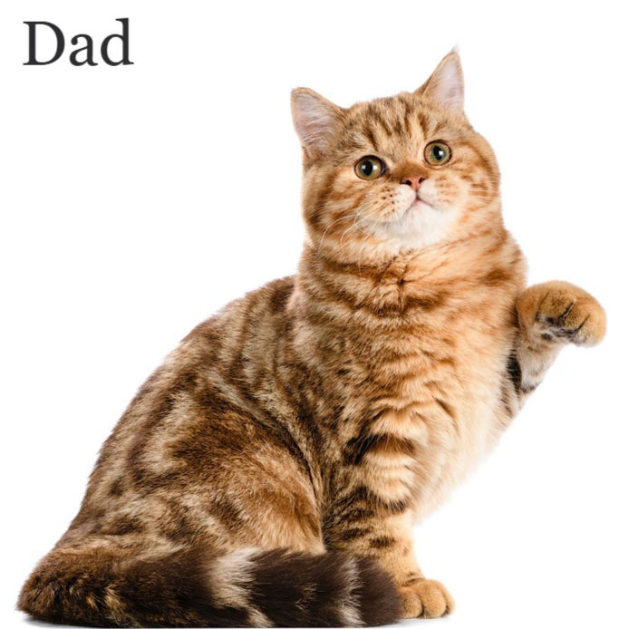 Thumbnail: Scottish Fold