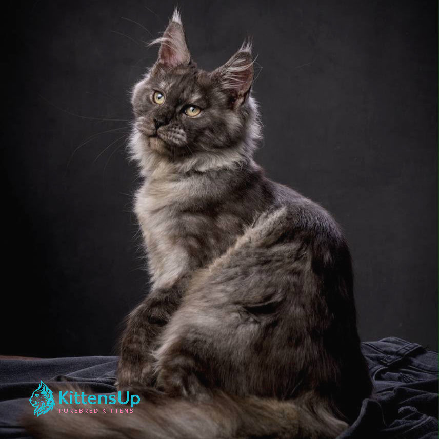 Maine Coon