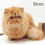 Thumbnail: Persian longhair