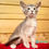 Thumbnail: 588 Bruno (R) purebred Abyssinian male kitten