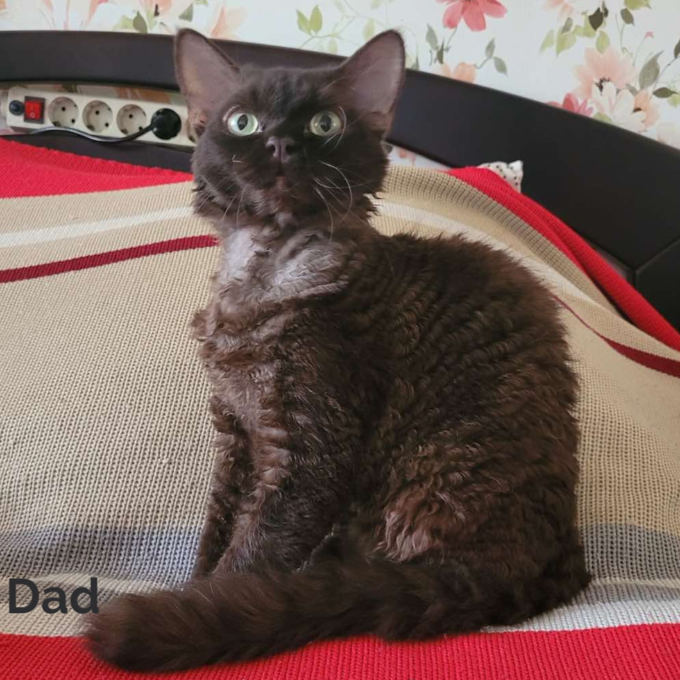 Thumbnail: 514 Pandora (U) Devon Rex female kitten