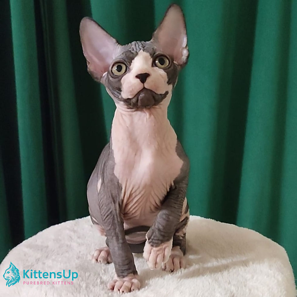 Sphynx