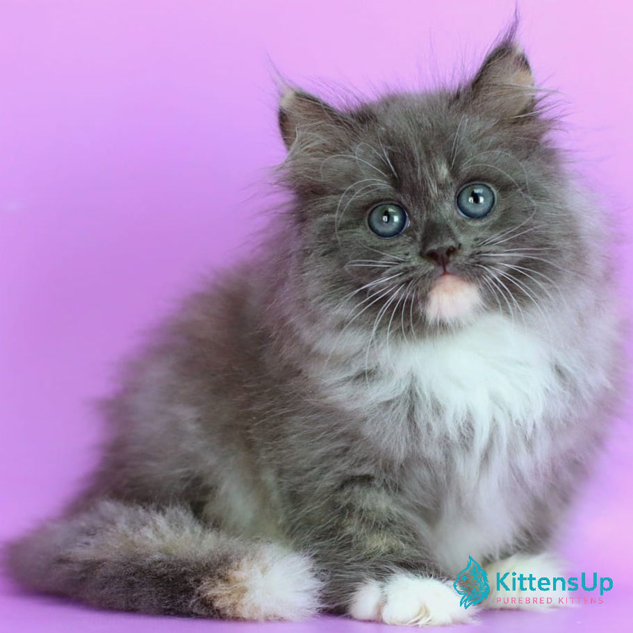 Siberian