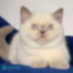 Thumbnail: 297 Evelyn (U) British shorthair female kitten