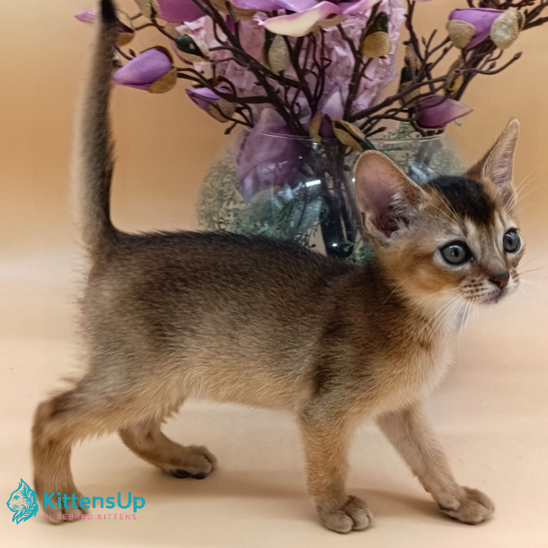 Abyssinian