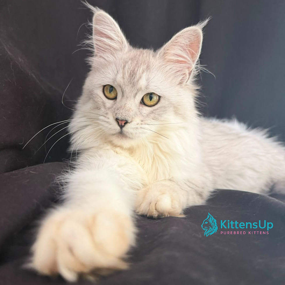 Thumbnail: Maine Coon