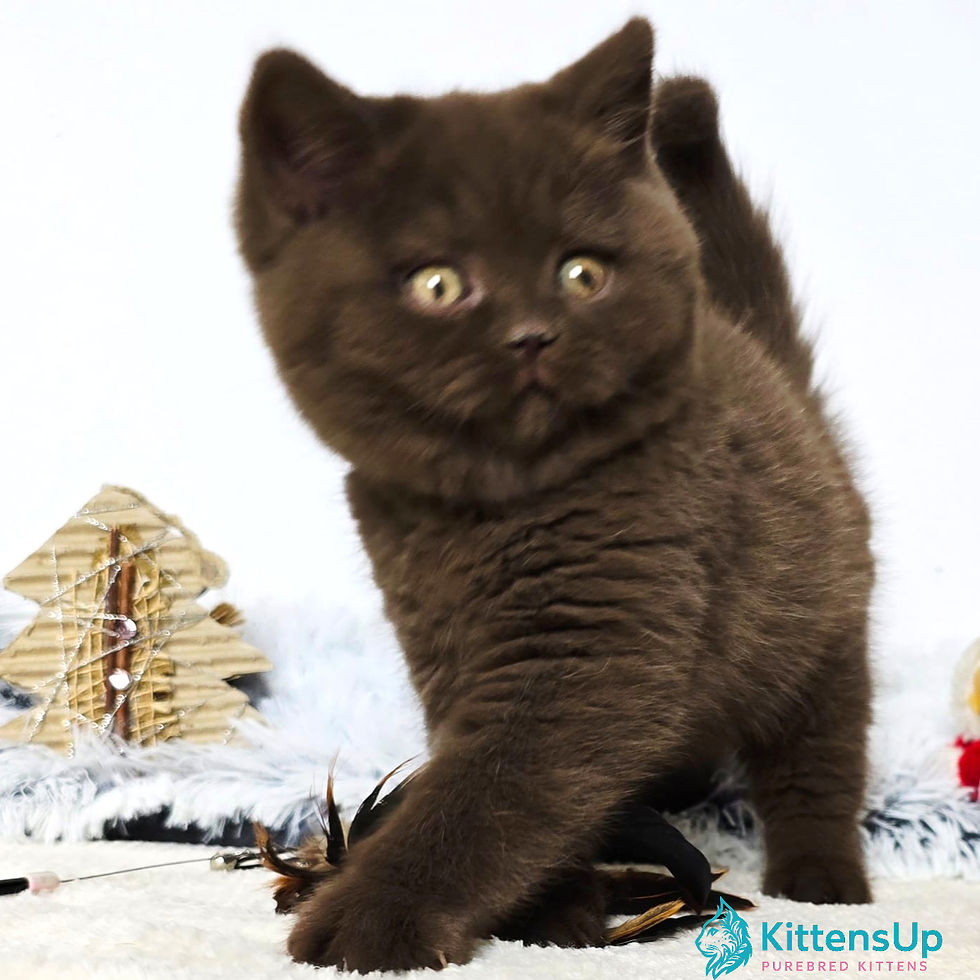 Thumbnail: British shorthair