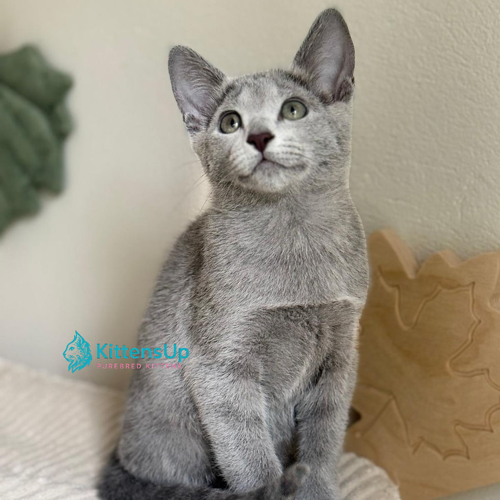 Thumbnail: Russian blue