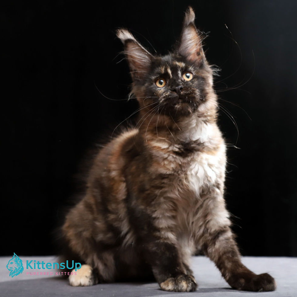 Maine Coon