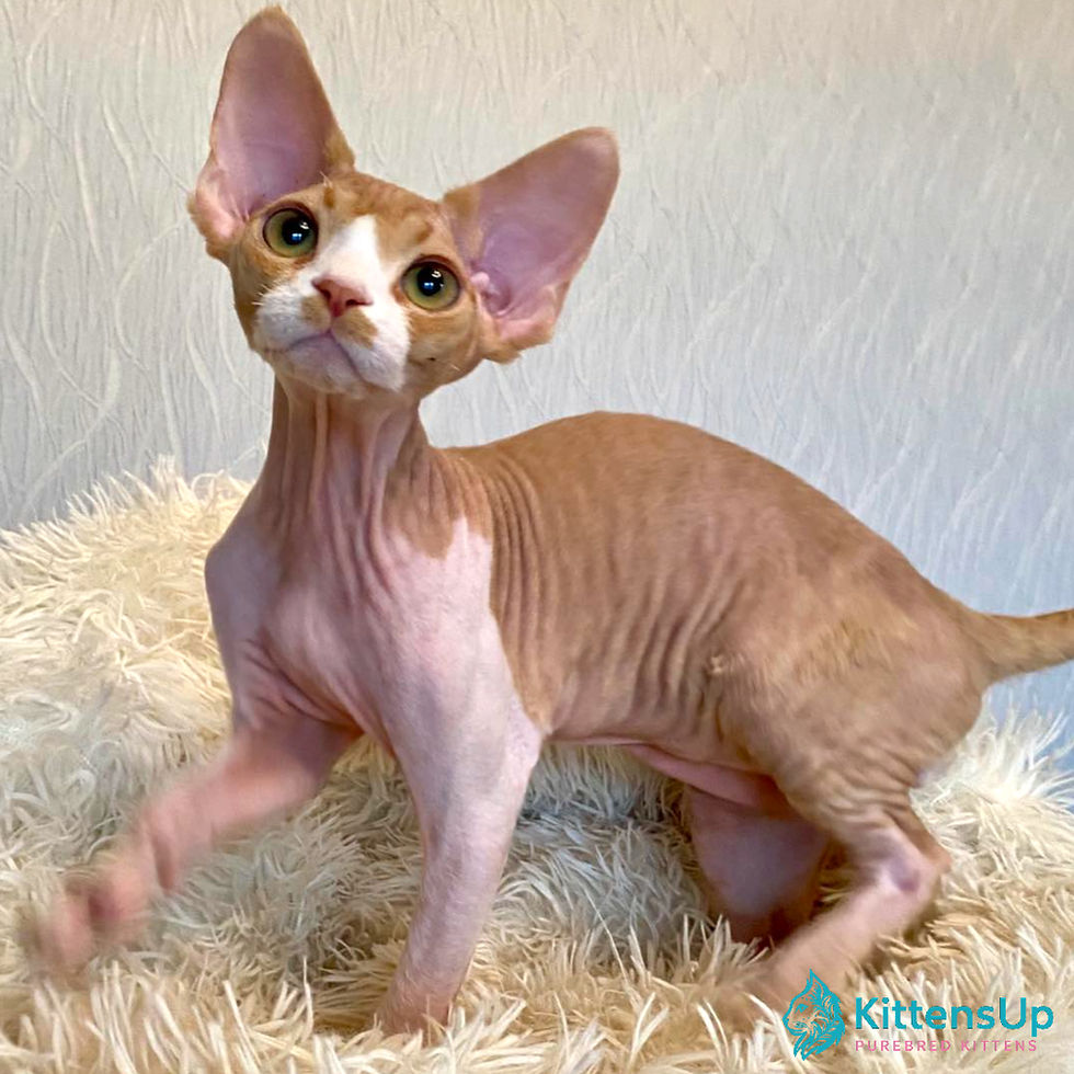 Devon Rex