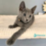 Russian blue