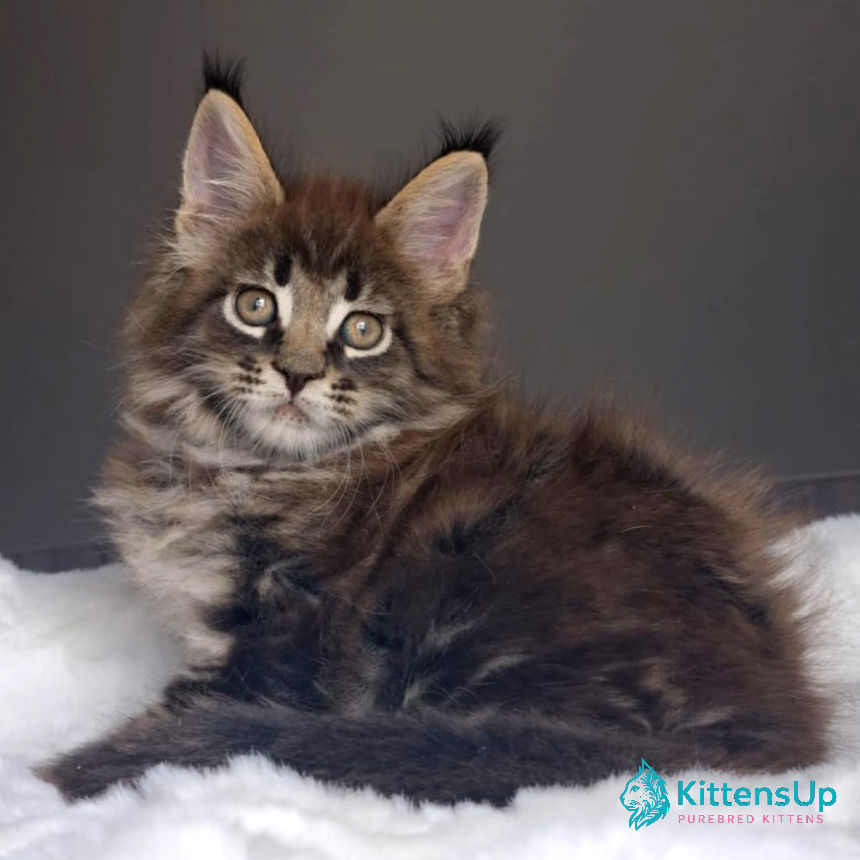 Maine Coon