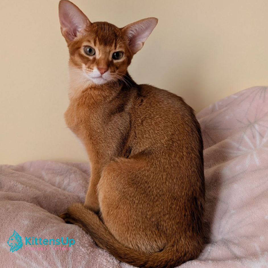 Thumbnail: Abyssinian