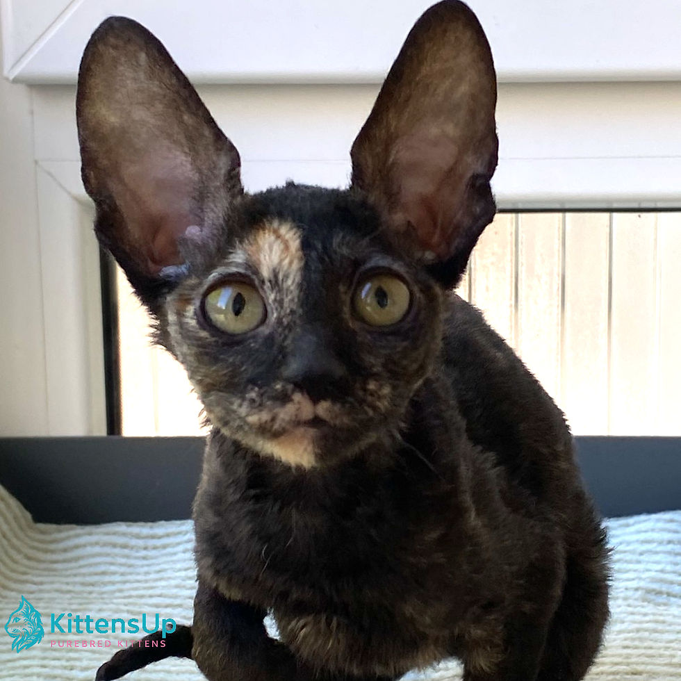 Cornish Rex