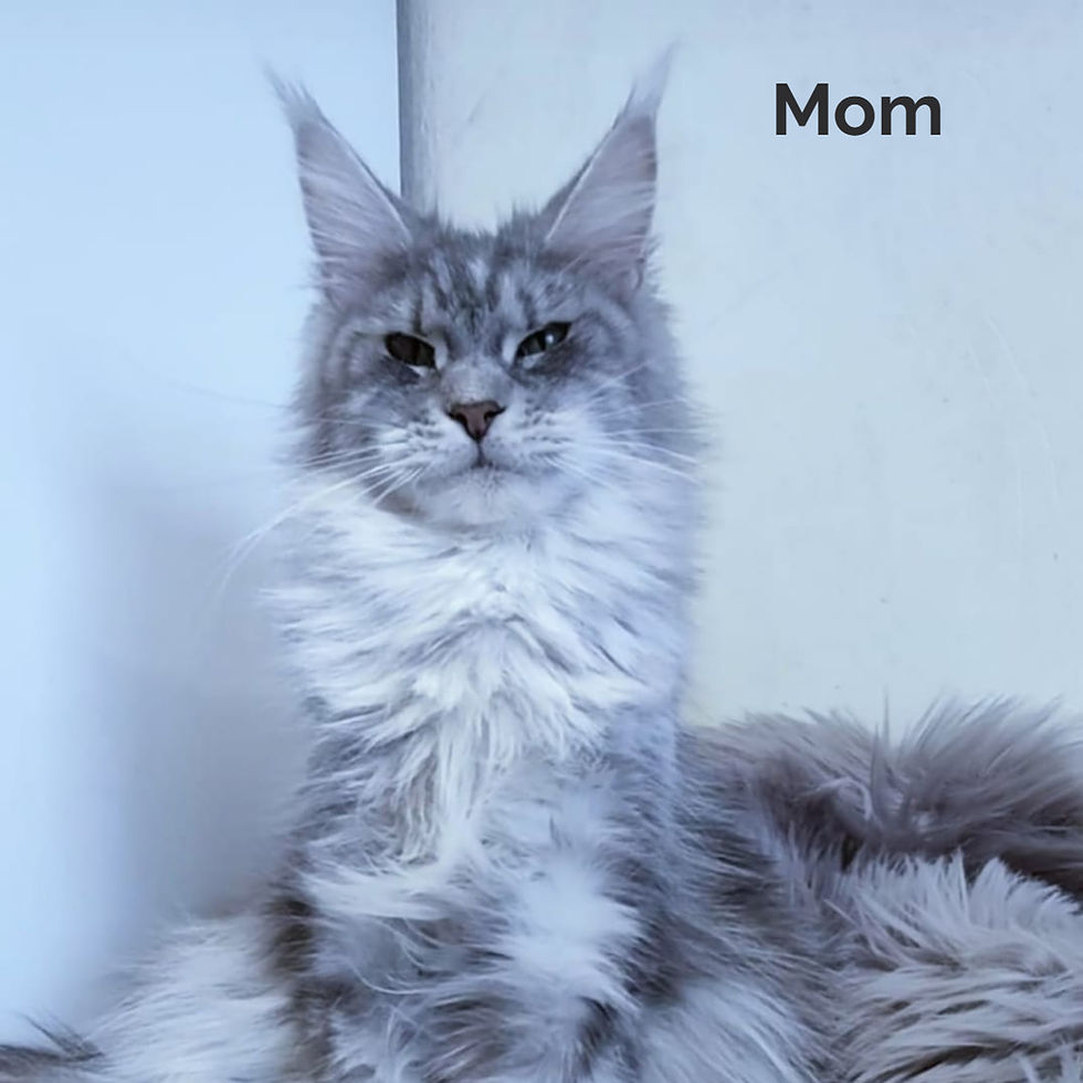 Thumbnail: 718  Osamu (R) Maine Coon male kitten