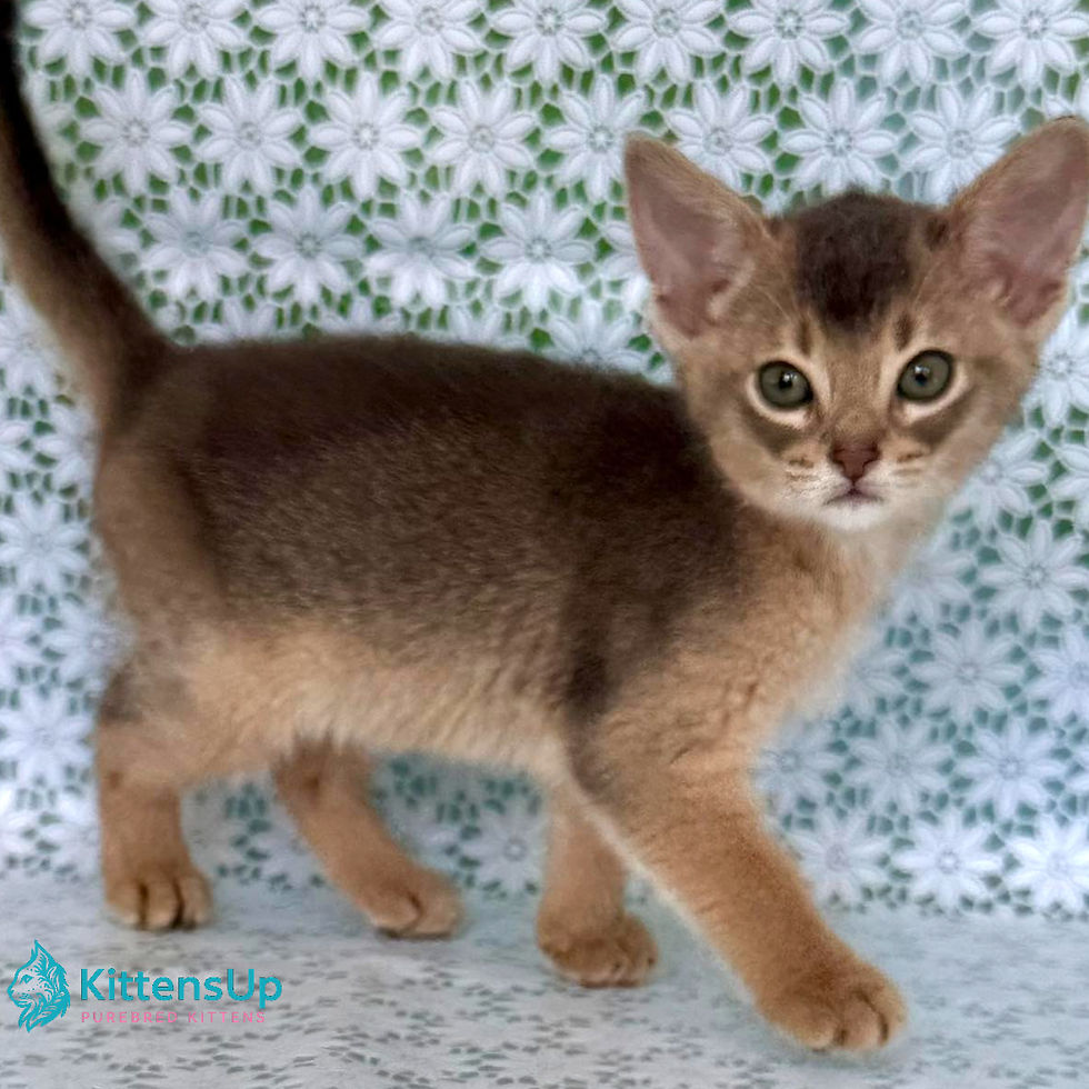 Abyssinian