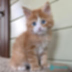 Thumbnail: 624 Tutti Frutti (R) Maine Coon male kitten