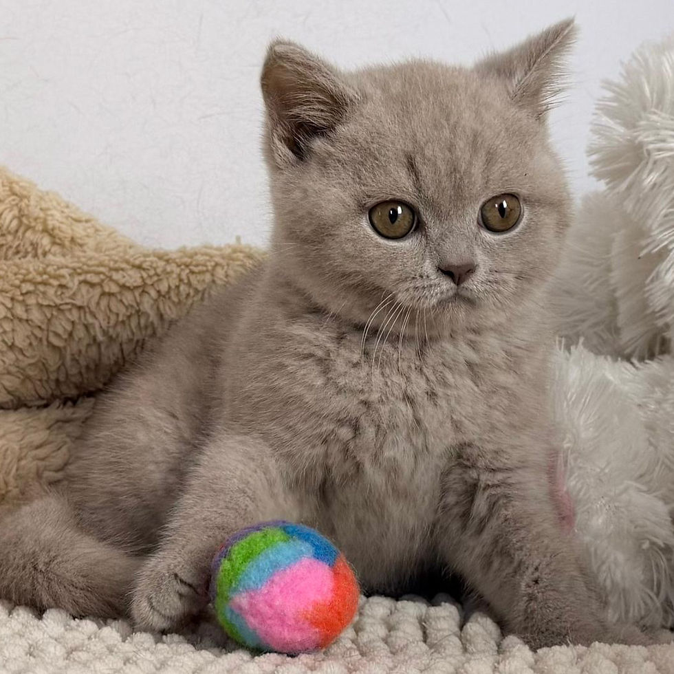 Thumbnail: British shorthair