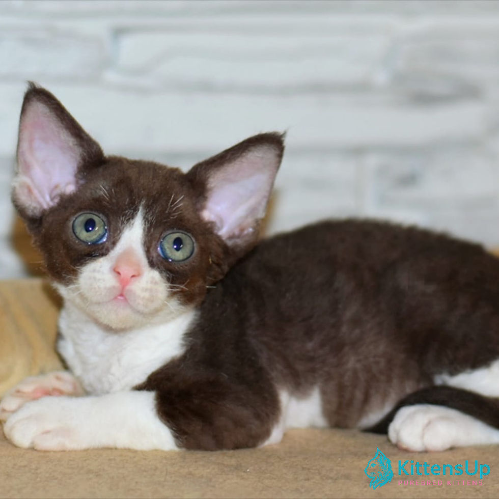 Thumbnail: Devon Rex