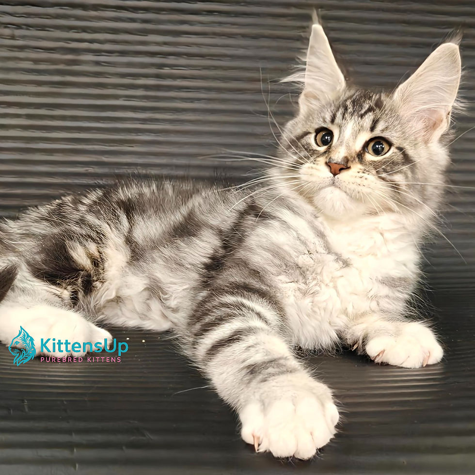 Maine Coon