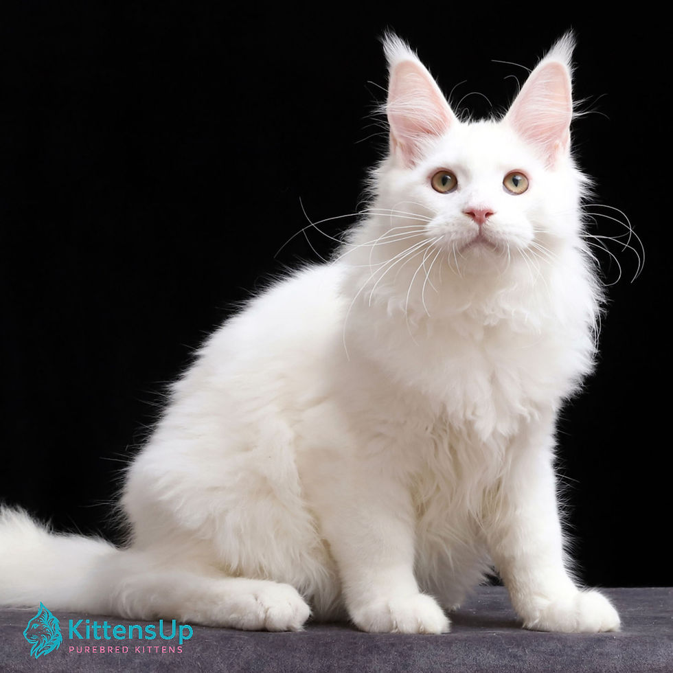 Maine Coon